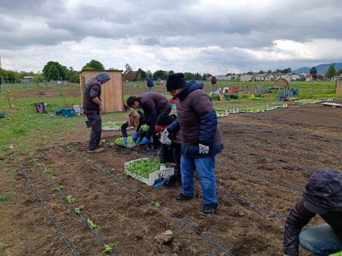Eine Gruppe setzt Jungpflanzen auf einem Feld ein © Jugend am Werk
